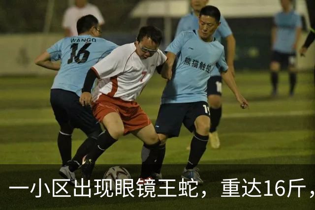 一小区出现眼镜王蛇，重达16斤，就在居民窗外游走，消防：是世界上体型最大的前沟牙毒蛇